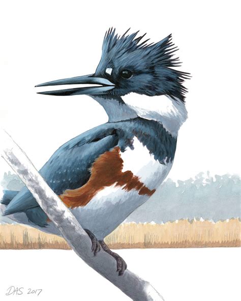 Belted Kingfisher print – Sibley Guides