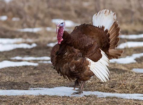 8 Biggest Turkey Breeds in the World and Their Pictures