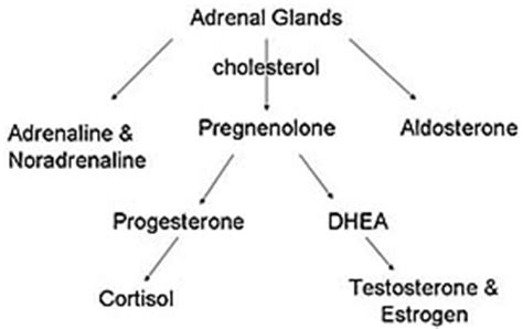 Adrenal glands control hormones to function - bpowisdom