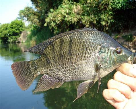 Morfologi Ikan Nila Jantan Dan Betina Serta Klasifikasinya