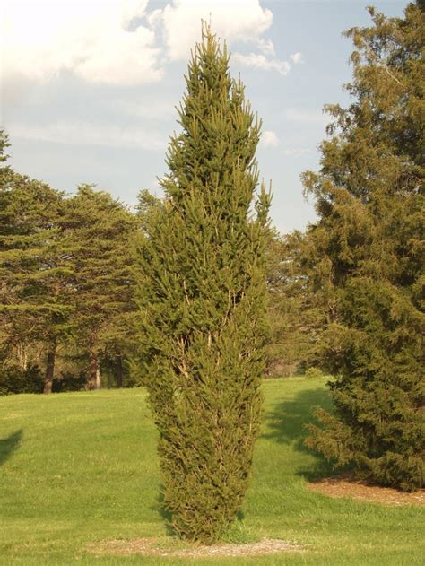 Picea Abies Cupressina Norway Spruce Garden Center Marketing