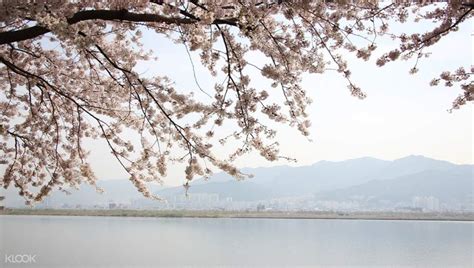 Jeonju Cherry Blossom Day Tour