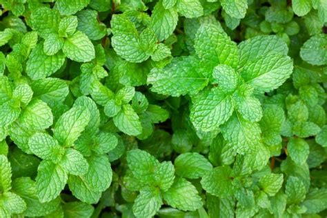 20 Popular Types Of Mint To Grow At Home Petal Republic