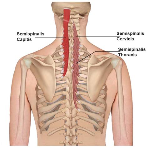 Splenius Muscle