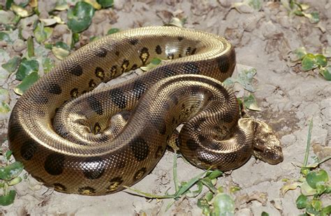 Green Anaconda Eunectes Murinus Stock Image Z7800115 Science