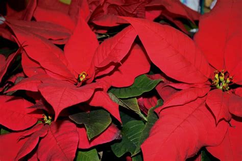 Consejos Para El Cuidado De Las Poinsettias