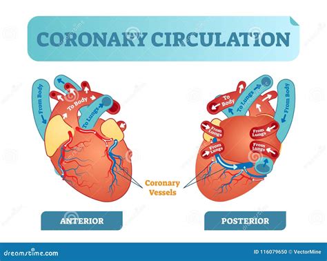 Coronary Circulation Anatomical Cross Section Diagram, Labeled Vector ...