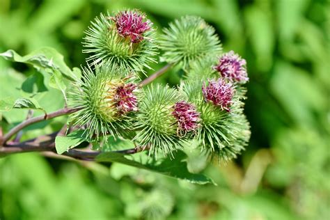 20 Plantes Sauvages Comestibles Facilement Identifiables