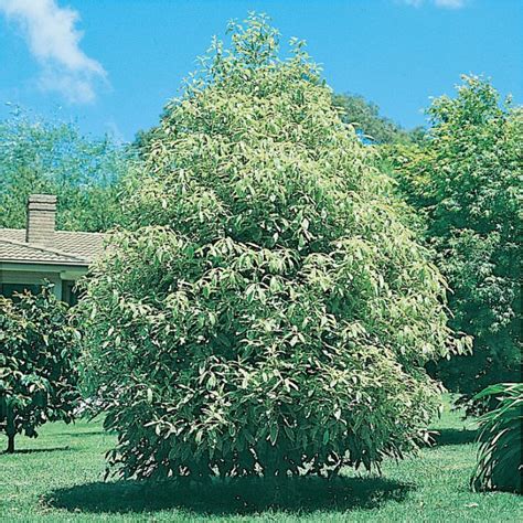 Pittosporum Eugenioides Variegated