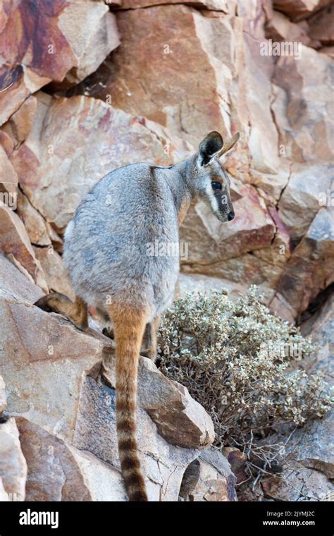 Yellow Footed Rock Wallaby Petrogale Xanthopus In The Flinders Ranges