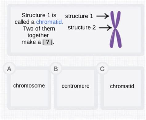 [ANSWERED] Structure 1 is called a chromatid. Two of them toget ...