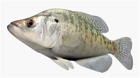 3d Model Pomoxis Annularis White Crappie