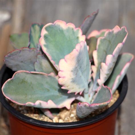 Kalanchoe Fedtschenkoi Variegata Variegated Lavender Scallops Easy Succulents