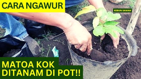 Cara Menanam Pohon Matoa Dalam Pot Di Kebun Sawah Youtube