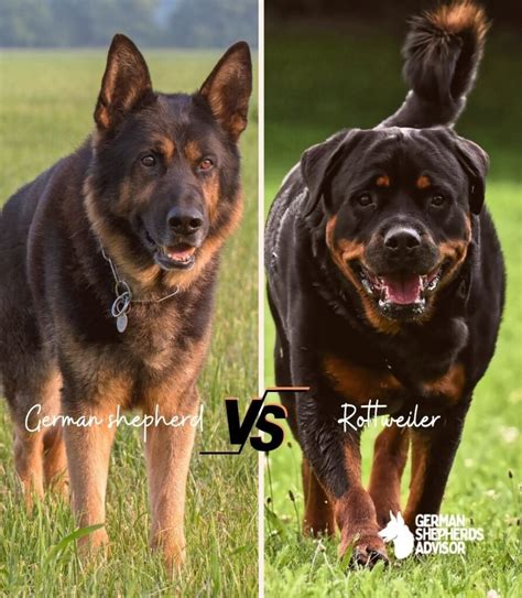 German Shepherd vs Rottweiler: Famous Breed! | Comparison