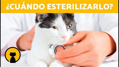 El Momento Ideal Para Esterilizar A Tu Gato Actualizado Noviembre 2024