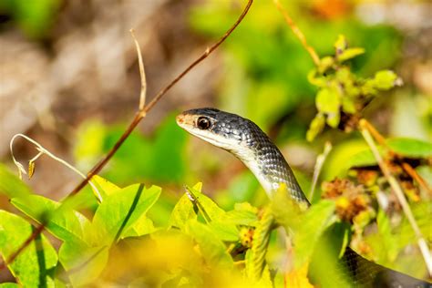 Un Serpent Dans Votre Jardin Ce Quil Faut Faire Et Ne Surtout Pas Faire