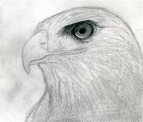 A Pencil Drawing Of An Eagles Head