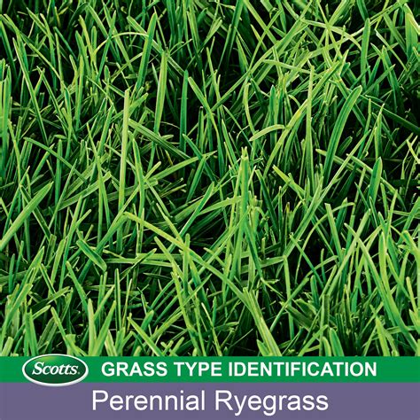 Scotts Turf Builder Grass Seed Perennial Ryegrass Mix Ideal For High