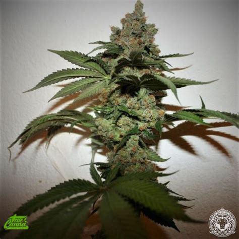 Grape Gas (True Canna Genetics) :: Cannabis Strain Info