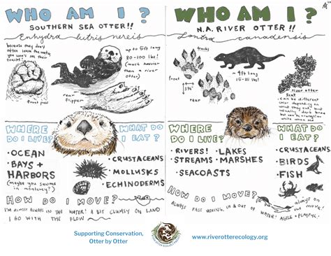 Otter Fact Sheets | River Otter Ecology Project