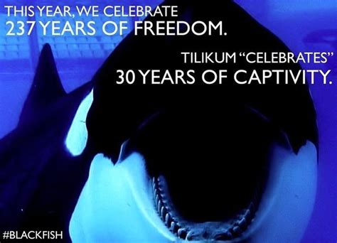 Tilikum | Tilikum, Blackfish, Save the whales