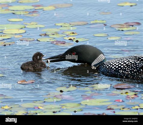 Common Loon And Baby Chick Loon Swimming In Pond And Celebrating The