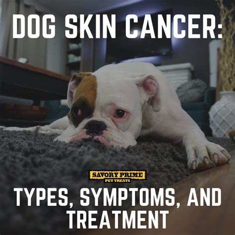 Dog Skin Cancer: Types, Symptoms, and Treatment - Savory Prime Pet Treats