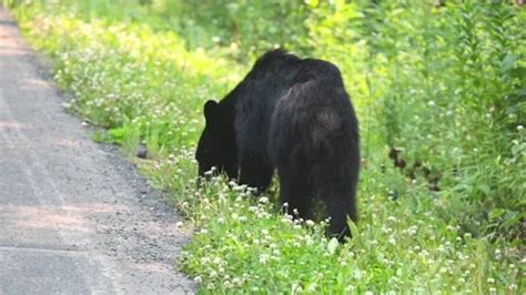 Black bear in the forest. | Stock Video | Pond5