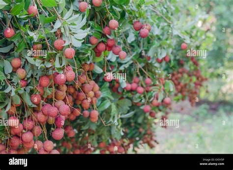 Fresh Lychee On Tree In Lychee Orchard Stock Photo Alamy