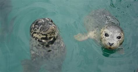 Volunteered In Marine Mammal Rescue I Give You Drum Roll Plotting Harbour Seal Pup Imgur