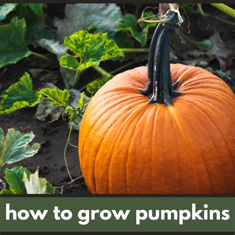 How to Grow the Best Pumpkins – Sweet Bacon & Pecans