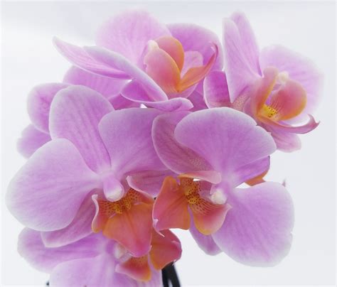 POWERS TO FLOWERS ORCHIDEA PHALAENOPSIS BONSAI ROSA CONFETTO IN VASO