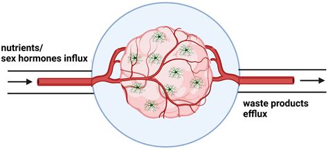 Biomedicines Free Full Text Complexity Of Sex Differences And Their