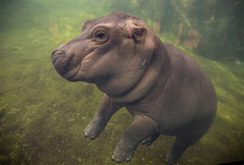 Fiona The Hippo Celebrates First Birthday | Cincinnati, OH Patch