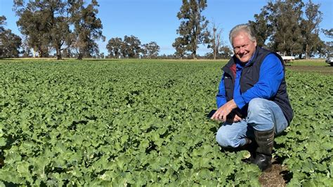 New Next Gen Hybrid Canola Varieties Released Pacific Seeds