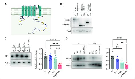 Palmitoylation Site Mapping In Hcn A Hcn Schematic Indicating The