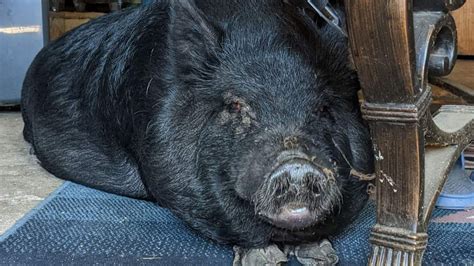 Petition · Changing the Marion County Florida code on mini pigs from livestock to pets ...