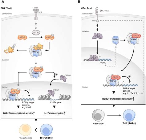 Frontiers Steroid Receptor Coactivators In Treg And Th Cell Biology