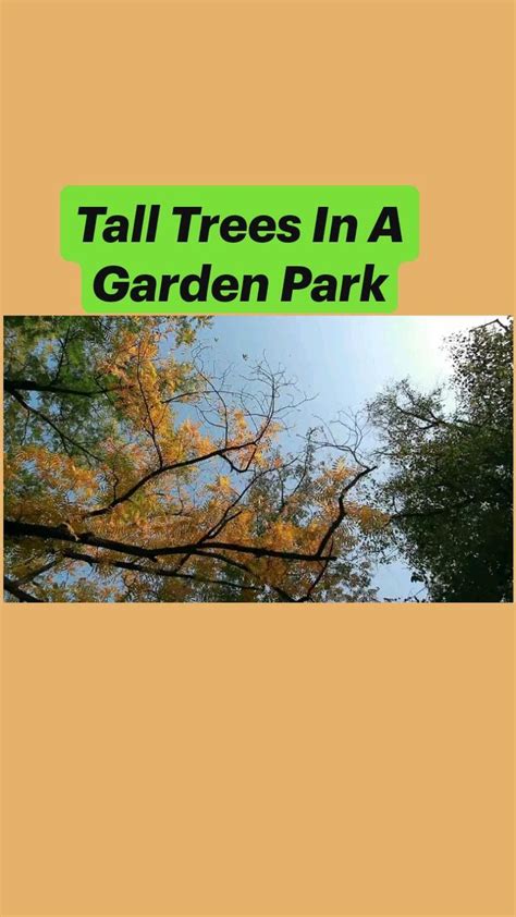 Tall Trees In A Garden Park | Garden park, Tall trees, Tree