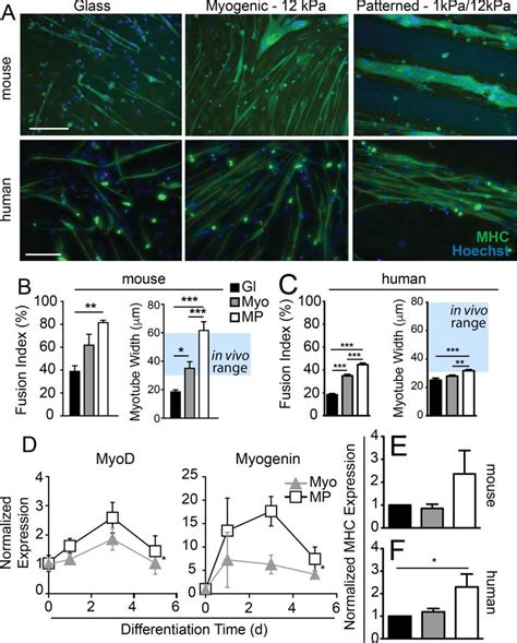 Improved Myoblast Fusion And Differentiation On Mechanically Patterned