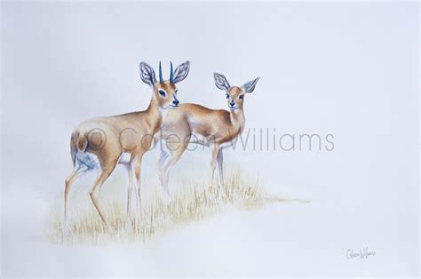 Steenbok - Antelope (original) | Art by Coleen Williams