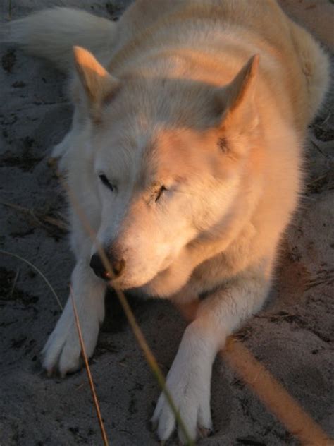 The One Eyed Dog - Sally Around the Bay