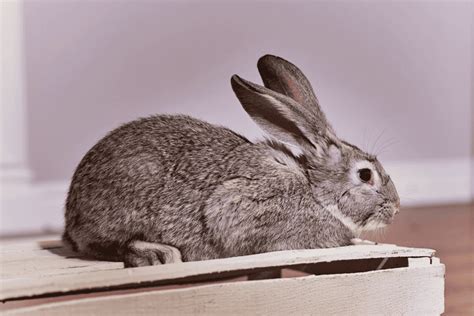 Standard Chinchilla Rabbit Size Color Temperament Behavior