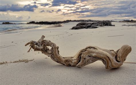 Beach Wood Background Pixlith