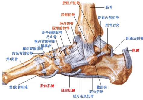 踝关节mri解剖及7种常见损伤类型！踝关节三角骨腓韧带 健康界