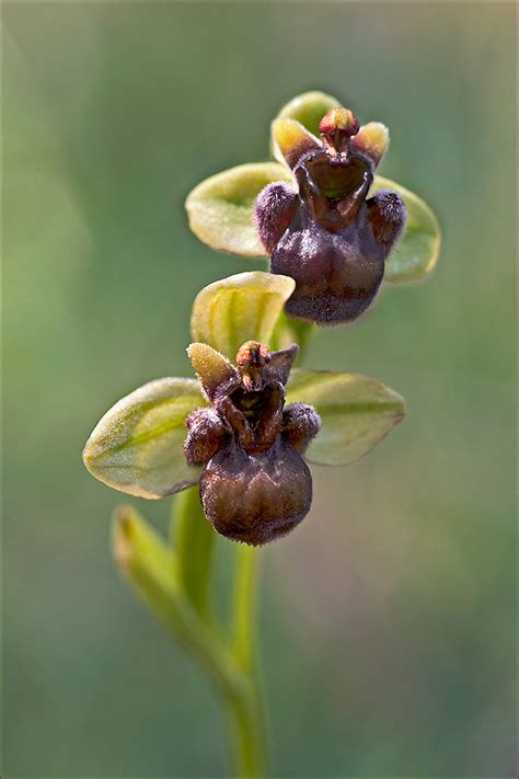 Ophrys Bombyliflora1 Ophrys Bombyliflora Link Syn Arac Flickr