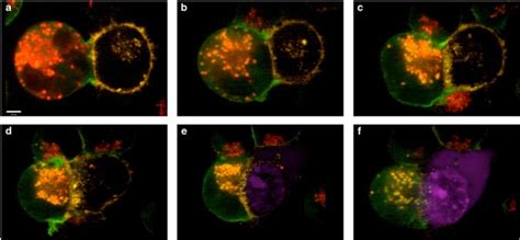 Stepwise Stages During NK Cell Mediated Cytotoxicity YTS GFP Actin