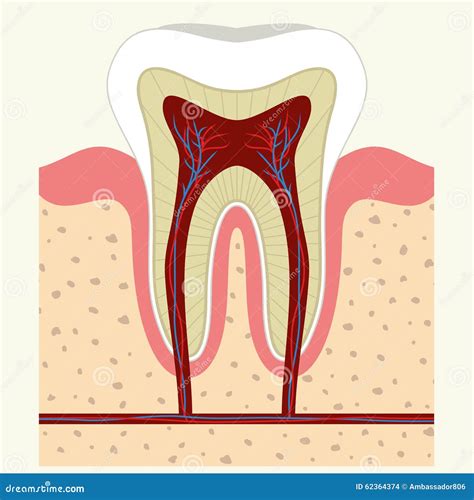 Human Tooth And Gum Anatomy Stock Vector Illustration Of Healthcare