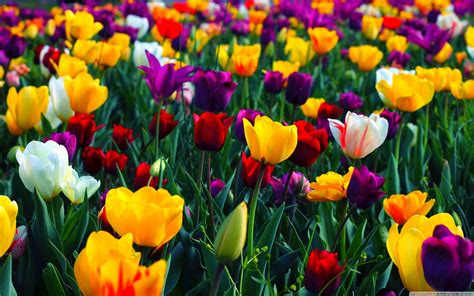 Easter Flowers Wallpapers - Wallpaper Cave